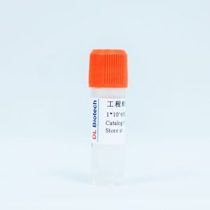 K562-41BB工程细胞株