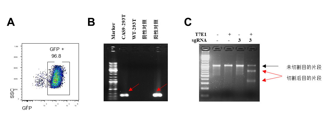 Spcas9 Gfp稳转细胞株sw480 博美达生命科学